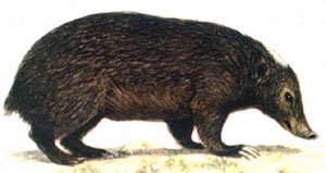 Palewan Stink Badger