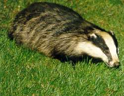 Eurasian Badger