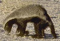 Honey Badger