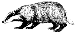 Eurasian Badger