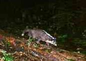 Indonesian Stink Badger