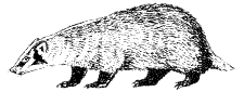 American Badger