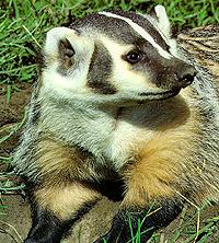 American Badger